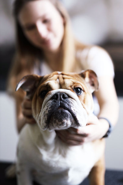 Bulldog visiting a veterinary professional